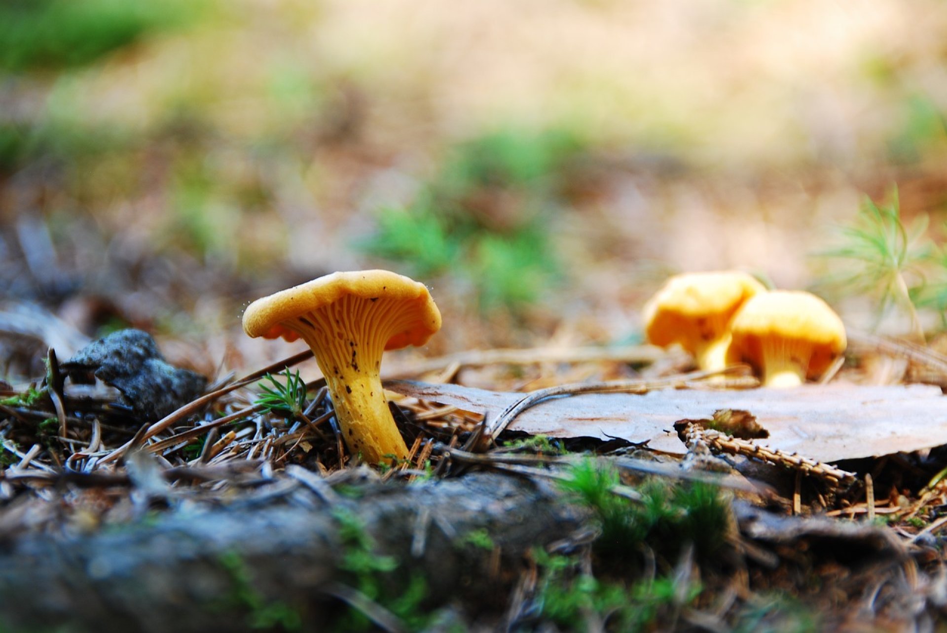 Chanterelle Forage Sunday 24th November 2024 1 space remaining 